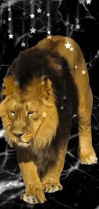 Felidae Lion Carnivore Live Wallpaper
