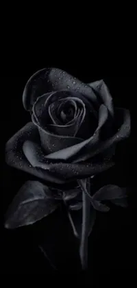 Flower Plant Petal Live Wallpaper