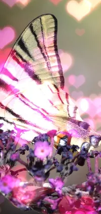 Butterfly 🦋  Live Wallpaper