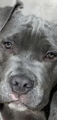 dog Live Wallpaper