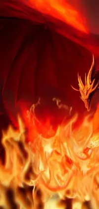 flaming dragon  Live Wallpaper