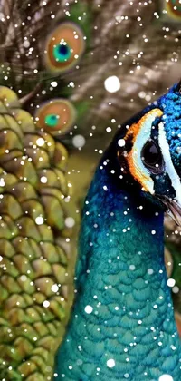 peacock on snow Live Wallpaper