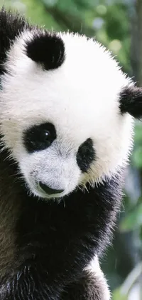 Panda Vertebrate Natural Environment Live Wallpaper