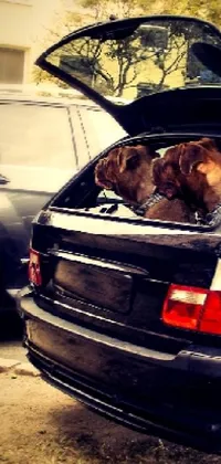 two dogs in a car.... yep that's it Live Wallpaper