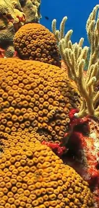 Water Marine Invertebrates Underwater Live Wallpaper