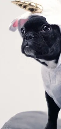 unicorn dog Live Wallpaper