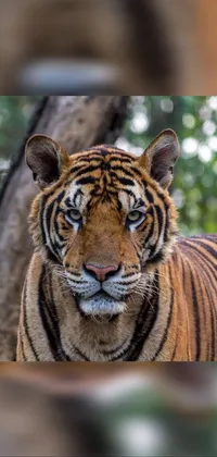 Hair Head Bengal Tiger Live Wallpaper - free download