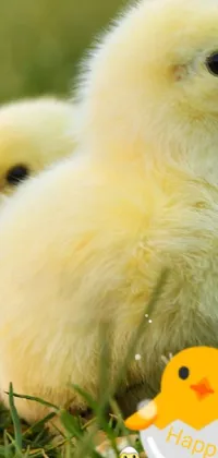 cute baby chicken wallpaper