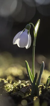 Flower Plant Galanthus Live Wallpaper - free download