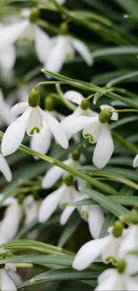 Flower Galanthus Plant Live Wallpaper - free download