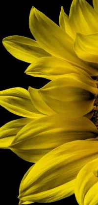 Free download 6845 Yellow Aesthetic Sunflowers Android iPhone Desktop  1080x675 for your Desktop Mobile  Tablet  Explore 25 Sunflower PC  Wallpapers  Sunflower Wallpaper Desktop Sunflower Background Sunflower  Wallpapers