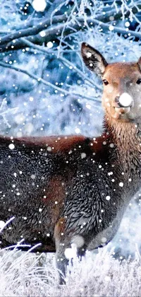 Snow Nature Deer Live Wallpaper - free download