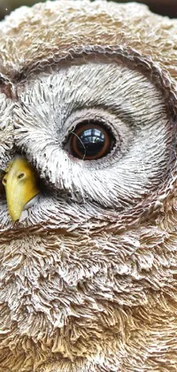Bird Great Grey Owl Owl Live Wallpaper
