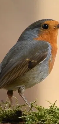 Bird Beak Plant Live Wallpaper