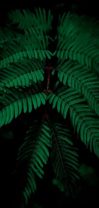 Plant Leaf Terrestrial Plant Live Wallpaper