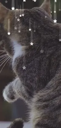 Cat Felidae Carnivore Live Wallpaper