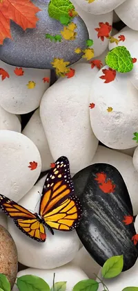 Pollinator Butterfly White Live Wallpaper