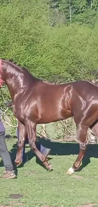 Horse Working Animal Liver Live Wallpaper