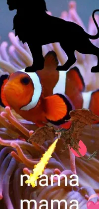 Orange Clownfish Anemone Fish Live Wallpaper