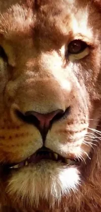 Nose Hair Felidae Live Wallpaper