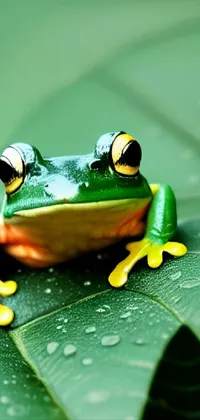 Frog Green Liquid Live Wallpaper