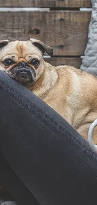dog Live Wallpaper