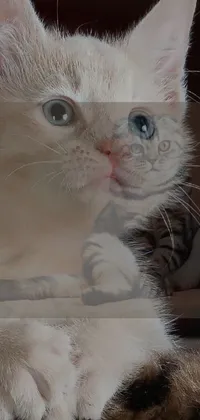 Eye Cat Felidae Live Wallpaper