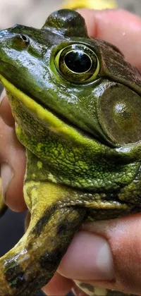 Frog Hand Eye Live Wallpaper