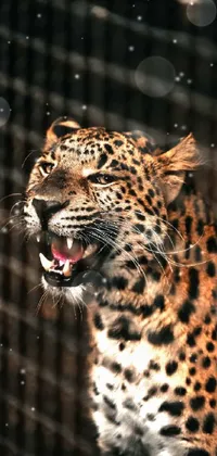 Felidae Carnivore Jaguar Live Wallpaper