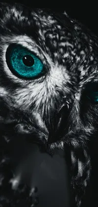 Bird Beak Owl Live Wallpaper
