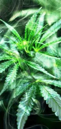 Plant Leaf Hemp Live Wallpaper