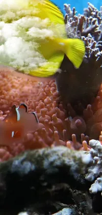 Marine Invertebrates Underwater Organism Live Wallpaper