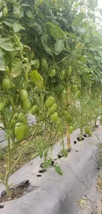 Plant Fruit Food Live Wallpaper