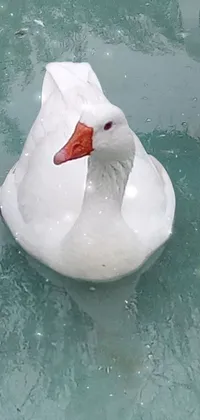 Water Bird Liquid Live Wallpaper
