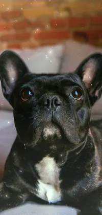 Dog Eye Bulldog Live Wallpaper