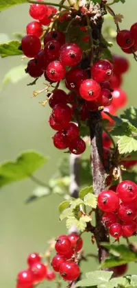 Food Leaf Fruit Live Wallpaper