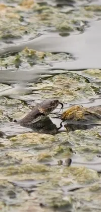 Water Water Resources Vertebrate Live Wallpaper