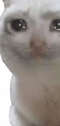 Nose Cat Carnivore Live Wallpaper
