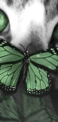 Pollinator Green Butterfly Live Wallpaper