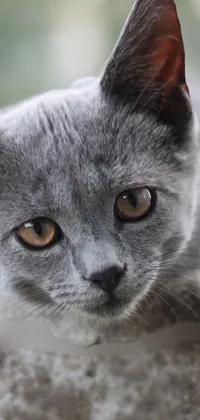 Cat Russian Blue Felidae Live Wallpaper