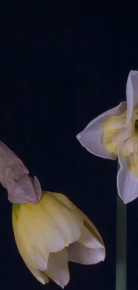 Flower Plant Petal Live Wallpaper