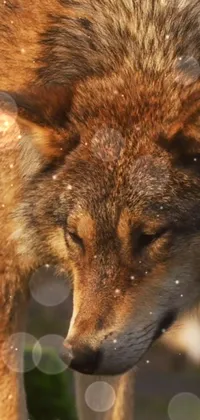 Eye Red Fox Fox Live Wallpaper