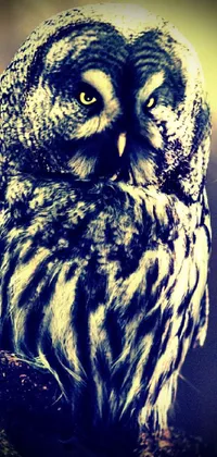 Bird Owl Beak Live Wallpaper
