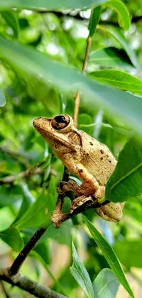 Frog True Frog Leaf Live Wallpaper