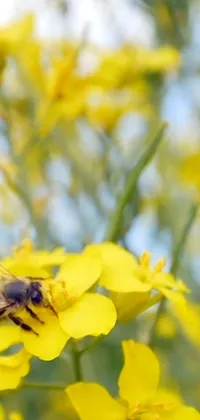 Flower Pollinator Plant Live Wallpaper