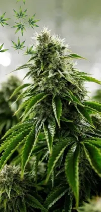 Hemp Plant Terrestrial Plant Live Wallpaper