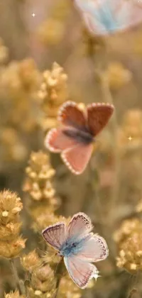 Pollinator Flower Insect Live Wallpaper