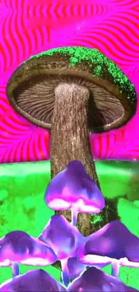 Trippy Mushroom Wallpaper Live Wallpaper