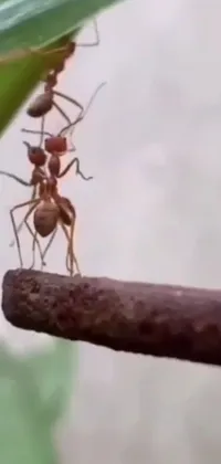 Insect Arthropod Ant Live Wallpaper