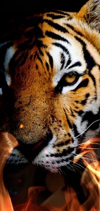 Siberian Tiger Bengal Tiger Tiger Live Wallpaper